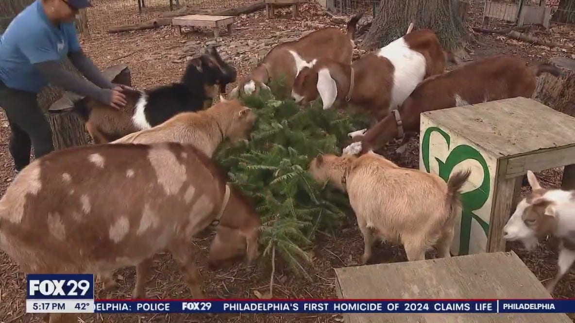 These goats will gladly eat your leftover Christmas Trees